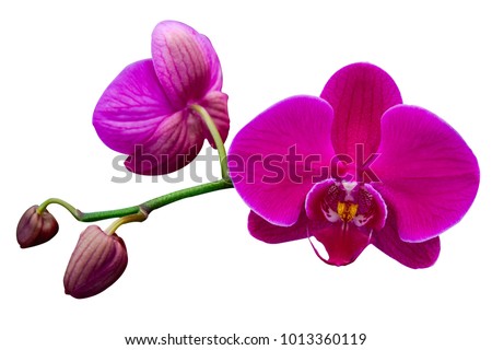 pink Phalaenopsis or Moth dendrobium Orchid flower in winter or spring day tropical garden isolated on white background.Selective focus.agriculture idea concept design with copy space add text. Royalty-Free Stock Photo #1013360119