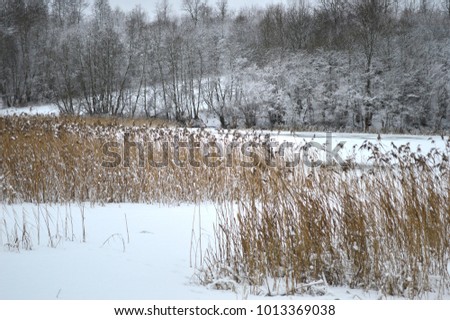 Winter rural landscape on a lake with thickets of reeds in the foreground. Leningrad Oblast, Russia