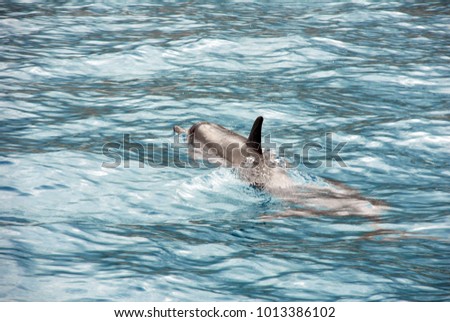 Dolphin peeking out of the surface of the water