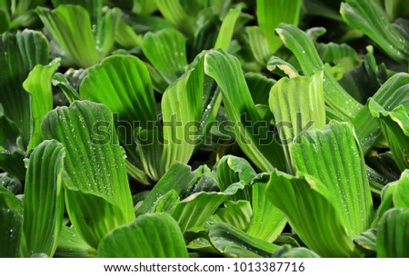 Aquatic plants. Water cabbage. Green leaves backdrop. Foliage. Pistia stratiotes. Nature background. Close up.   