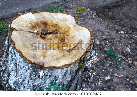 A fresh cut down stump in the city on a blurred background with a bokeh effect