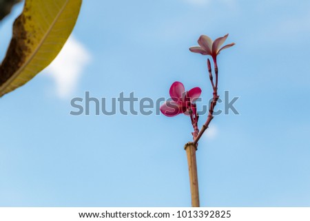 Plumeria flowers with sky background for wallpaper