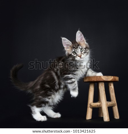 Female black silver tabby Maine Coon cat / kitten standing with front paws on wooden stool isolated on black background