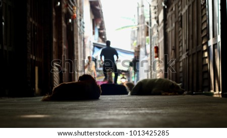 Pictures are blurred. 3 dogs lying on the road: the options Cyclists pass through