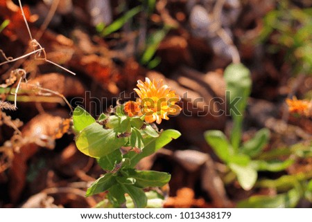Marigold flower. Calendula officinalis . Beautiful herb and flower.