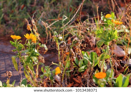 Marigold flower. Calendula officinalis . Beautiful herb and flower.