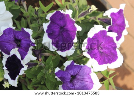 Picture of flowers found in Maharashtra