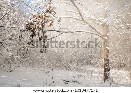 fantastically beautiful snow-white winter forest