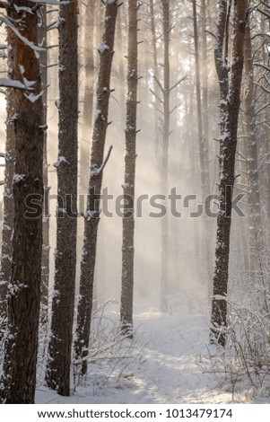 rays of light in the winter wood