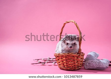 Little hedgehog sits in the basket on pink background