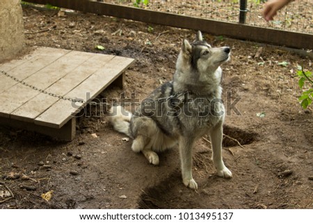 Kennel for dogs breed Husky. Tourist base in the forest. Ulyanovsk Region, Russia.