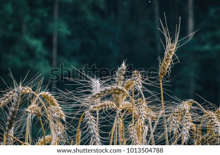 GRAIN - Cultivated plants in the field