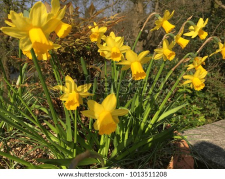 Yellow daffodils, Rydal Water, Lake District, Cumbria, England