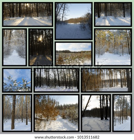 winter forest compilation