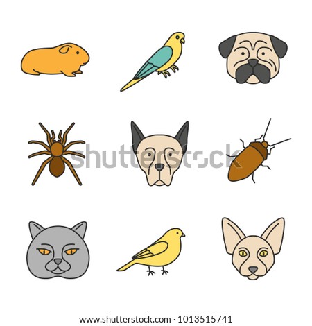 Pets color icons set. Cavy, budgerigar, pug, spider, Doberman pinscher, cockroach, canary, Canadian Sphynx, british cat. Isolated vector illustrations