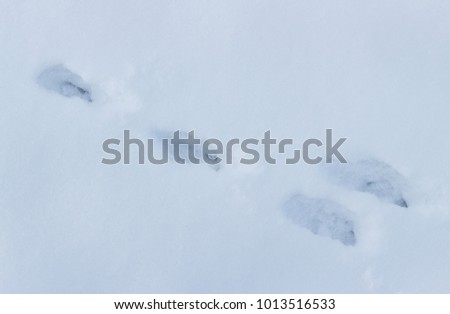 Traces of a hare on snow closeup