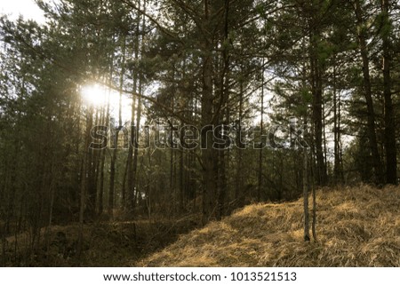 Trees in the forest. Slovakia
