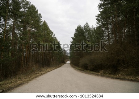 Magic trees and paths in the forest. Slovakia