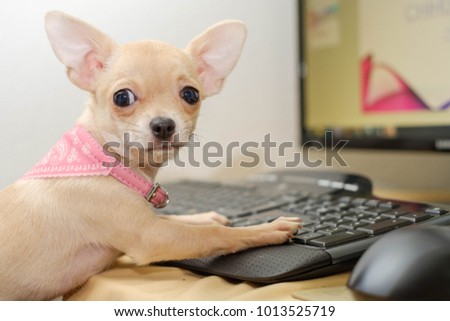 Small beige chihuahua typing on keyboard, computer, mouse
