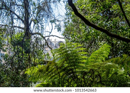 rainforest tropical bushes trees