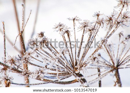 Snow-covered dried flowers against the snow.