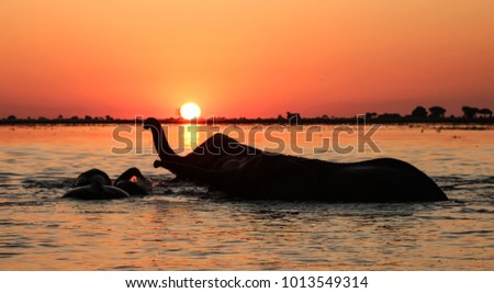 Elephant silhouette sunset - Chobe River , Botswana