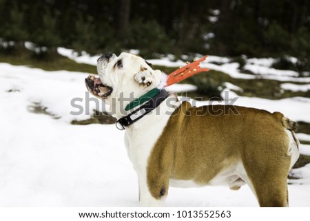 Bull dog english christmas dressed up in snow, adorable animals
