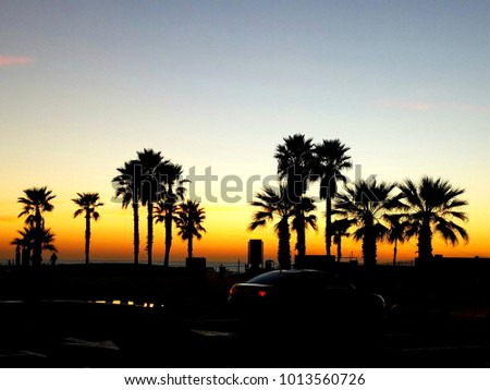 Palm Tree Silhouettes at Sunset 