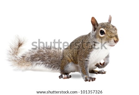 The American gray squirrel paw anxiously pressed to his chest