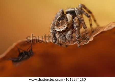 Jumping spider on the autumn leaf looking down