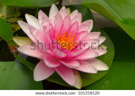 Pink Lotus (Nelumbo, Nymphaea)