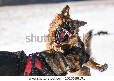 Agressive dogs. Dog attack. Dog fight. German shepherd  Royalty-Free Stock Photo #1013588191