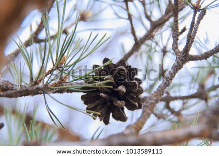 A cone in a branch 