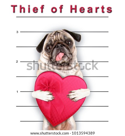 cute pug with her tongue hanging out holding a heart shaped box of chocolate candy on a white background with ruler marks for a mug shot