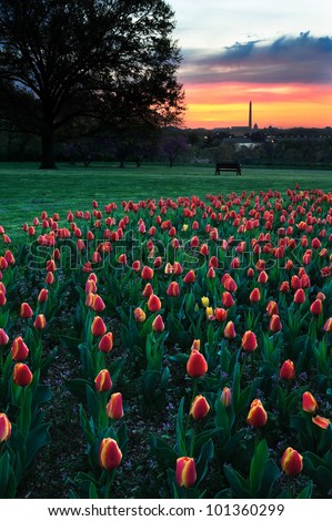 View at sunset of the Washington Monument in the distance with tulips in the foreground.