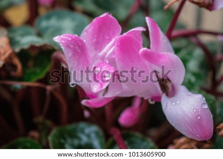 Pink Flowers in Winter with water droplets.