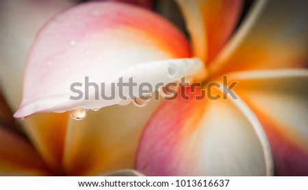 Close up Frangipani flowers with water drop