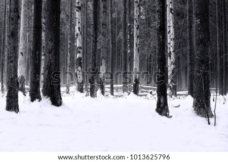 The trees in gloomy black and white winter forest. Gloomy black-and-white winter landscape. Around black trees and white snow.