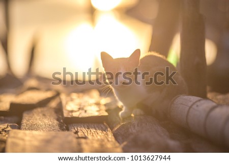 Blurred abstract background of pets that popular people have in their homes, cats run around and wait for their owners by the sea.