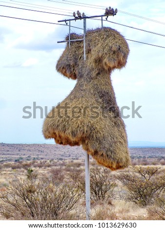 Nest of sociable weaver birds on a telephone pole in the Kalahari Desert, South Africa Royalty-Free Stock Photo #1013629630