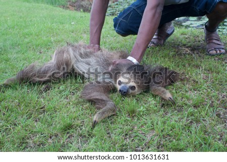 A two-toed sloth (Choloepus) being helped back to the nature after he was captured while trying to cross the road