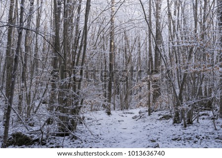 Beautiful nature and landscape photo of Swedish winter forest and trees. Nice cold day in the wood. Lovely details of branches with snow and frost. Calm, peaceful outdoors image.