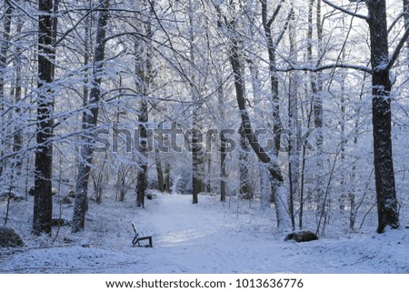 Beautiful nature and landscape photo of Swedish winter forest and trees. Nice cold day in the wood. Lovely details of branches with snow and frost. Calm, peaceful outdoors image.