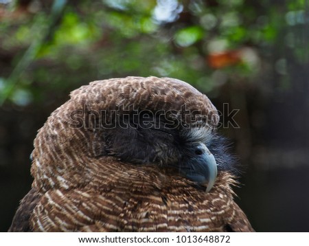 Closeup of a Rufous Owl Reposing with Soft Downy Plumage.
