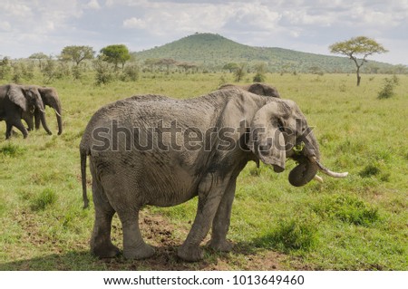 Closeup of African Elephant (scientific name: Loxodonta africana, or "Tembo" in Swaheli)  in the Serengeti National park, Tanzania