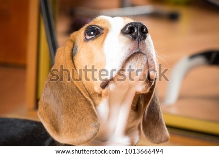 Little hunting dog looking up. Royalty-Free Stock Photo #1013666494