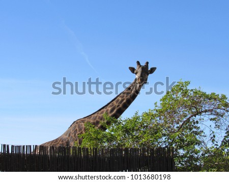 Giraffe with blue sky in the background in a zoo exhibit