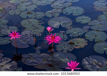  Pink lotus flower on water.