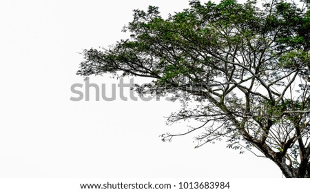 Pattern tree on white background.
