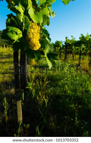 white grapes, autumn vineyard 